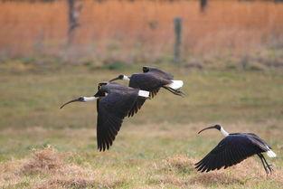 观鸟大年,记录不凡的观鸟大年
